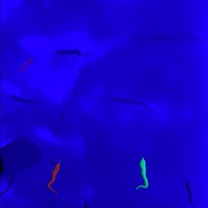 Meet your Posher, Ava lee